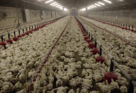 21 poulets par m2  : le projet de méga-poulailler dans la Drôme