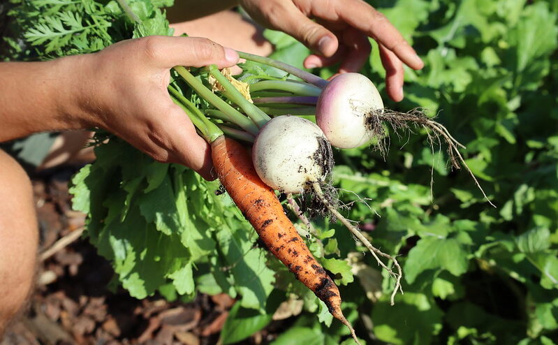 En matière d'écologie, favoriser l'agriculture et l'alimentation bio a un impact positif avéré sur la santé. Crédits US Department for Agriculture
