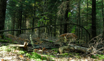 Le projet Sonosylva a placé 101 forêts protégées sur écoute. Crédits Thomas Bresson (Flickr)