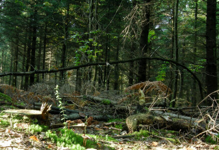 Ecouter la forêt