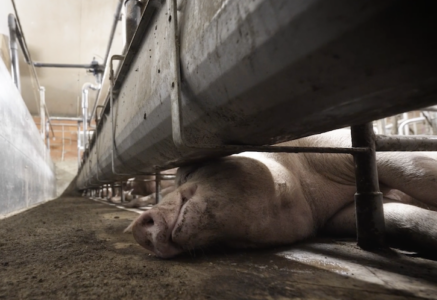 80 % des animaux élevés et abattus en France proviennent de l’élevage intensif