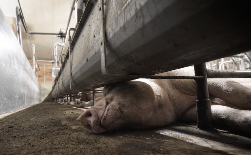 Un élevage de cochons dans les Côtes-d'Armor © Enquête L-214, 2024