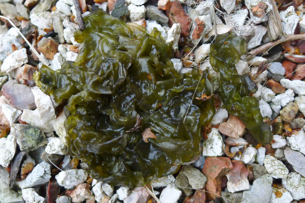 Les Nostoc sont des cyanobactéries. Crédit : Flickr/ gailhampshire