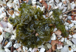 Nostoc ? 