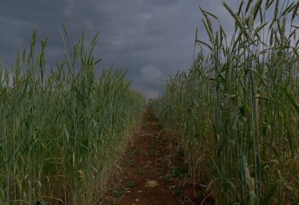 Quand la perte de biodiversité entraîne une baisse des rendements agricoles