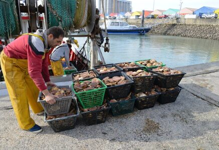 Le retour en force de la coquille Saint-Jacques