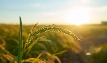 Les récents propos de la ministre de l'Agriculture vont à l'encontre de l'écologie. Crédits Freepik