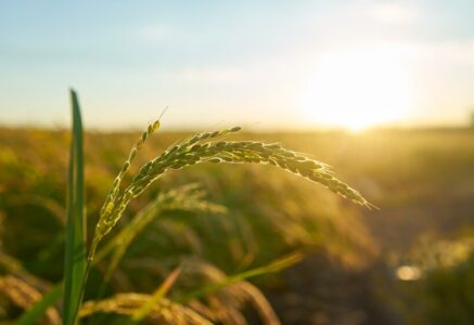 La ministre de l’Agriculture promet une « simplification » des normes aux dépens de l’écologie