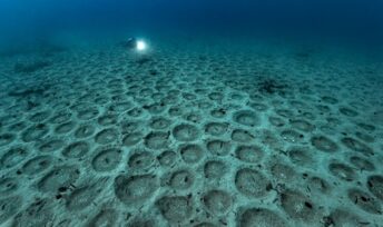 Des nids de picarels. Andromede Oceanologie