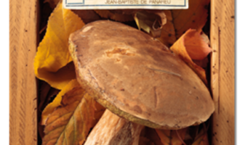 Un ouvrage complet pour découvrir les secrets des champignons.
