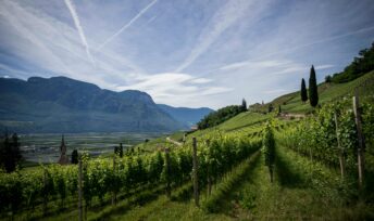 Vin bio, biodynamique ou nature : les modes de traitement de la vigne varient, mais pas que.