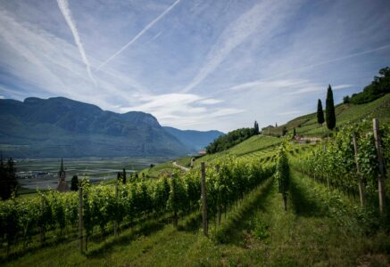 Vin bio, naturel, biodynamique : quelles différences ?