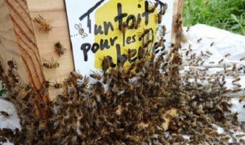 Parrainer une ruche, pour aider abeilles et apiculteurs.