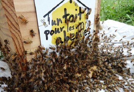 Un toit pour les abeilles