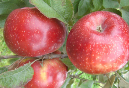 La pomme bio Juliet