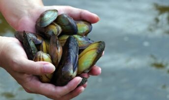 La Seine est suffisamment propre pour que les moules d'eau douce y reviennent. Crédits : 123RF.
