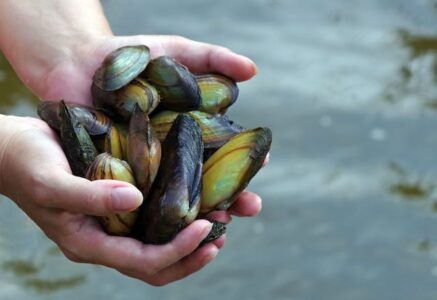 L’inattendu retour des moules d’eau douce à Paris
