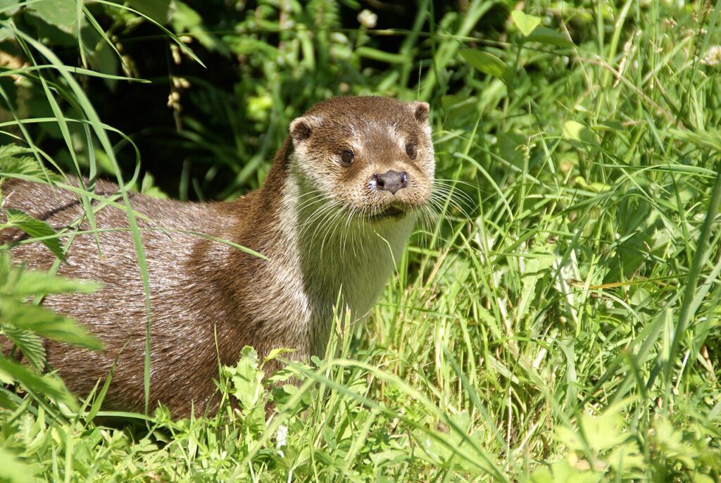 Loutre d'Europe. Crédit : Fabrice CAPBER