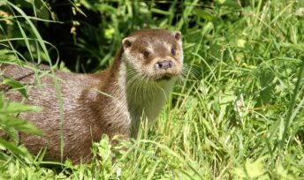 Loutre d'Europe. Crédit : Fabrice CAPBER
