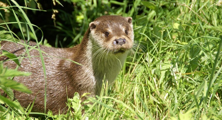 Loutre d'Europe. Crédit : Fabrice CAPBER
