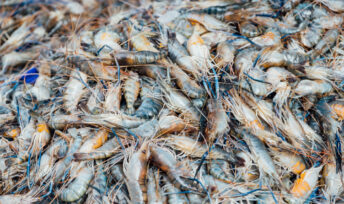 Les crevettes font partie des produits de la mer les plus consommés. Crédits jcomp