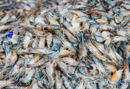 4 produits de la mer sont surconsommés