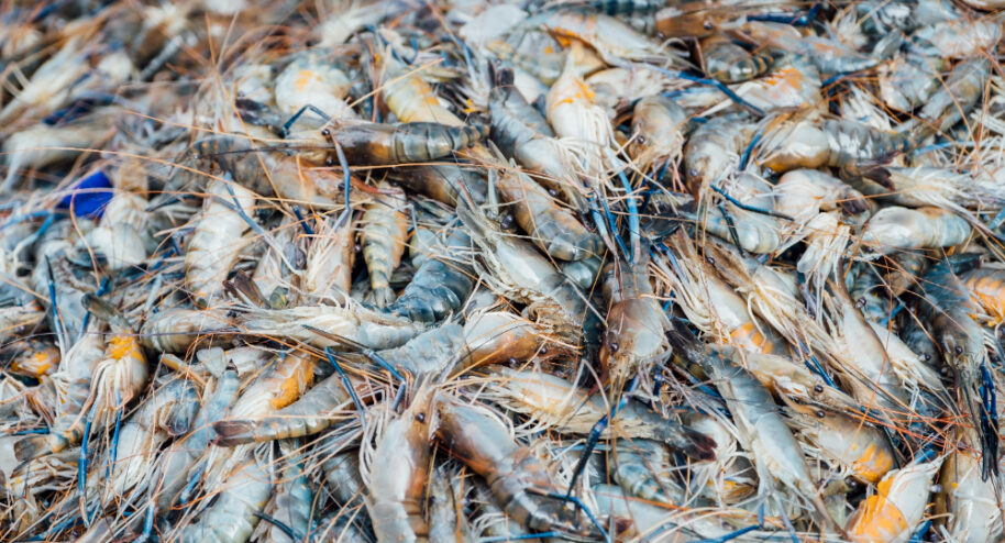 Les crevettes font partie des produits de la mer les plus consommés. Crédits jcomp