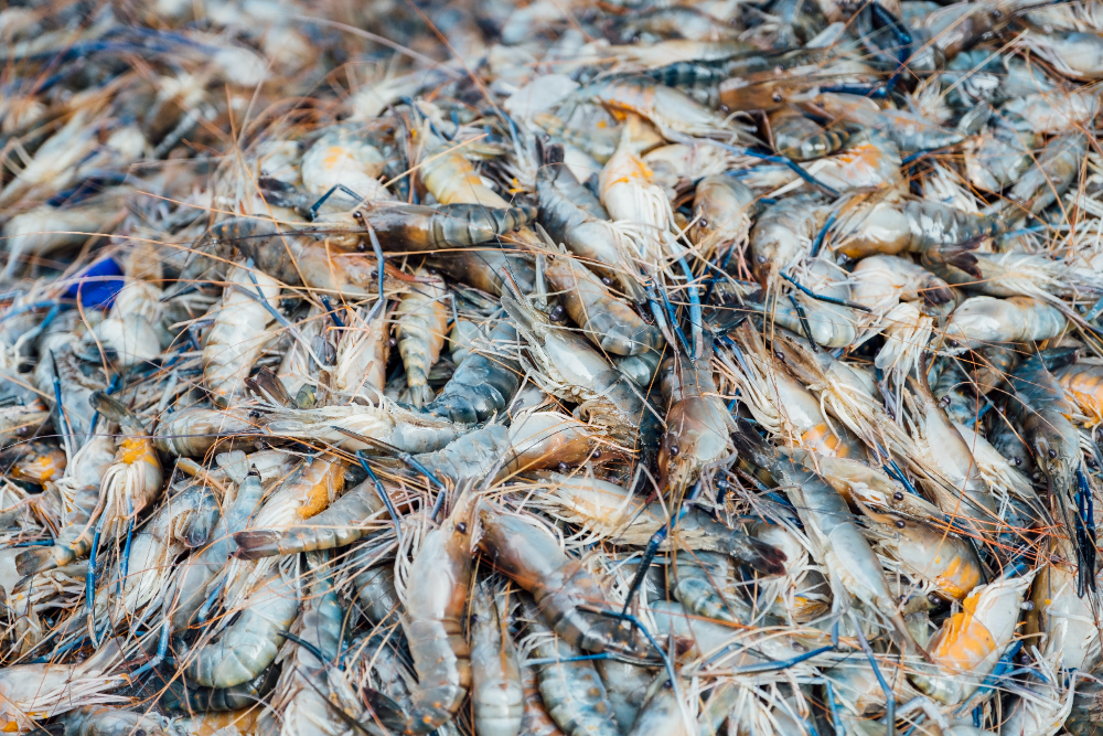 Les crevettes font partie des produits de la mer les plus consommés. Crédits jcomp