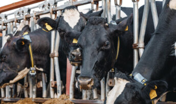 L'alimentation des animaux d'élevage intensif va a l'encontre de la souveraineté alimentaire car elle dépend très fortement des importations, de soja notamment. Crédits fabrikasimf