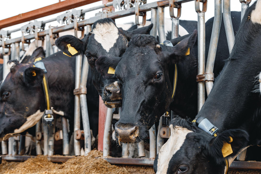 L'alimentation des animaux d'élevage intensif va a l'encontre de la souveraineté alimentaire car elle dépend très fortement des importations, de soja notamment. Crédits fabrikasimf