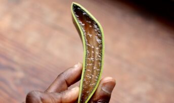 Lorsqu'on coupe l'aloe vera, la plante révèle un gel translucide. Flickr / WILLPOWER STUDIOS