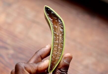 Contre les reflux gastriques, l’aloe vera