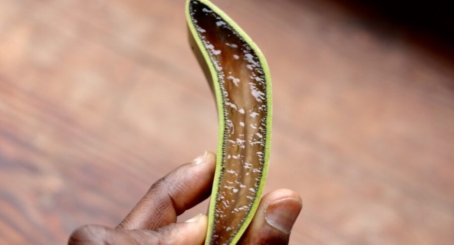Lorsqu'on coupe l'aloe vera, la plante révèle un gel translucide. Flickr / WILLPOWER STUDIOS