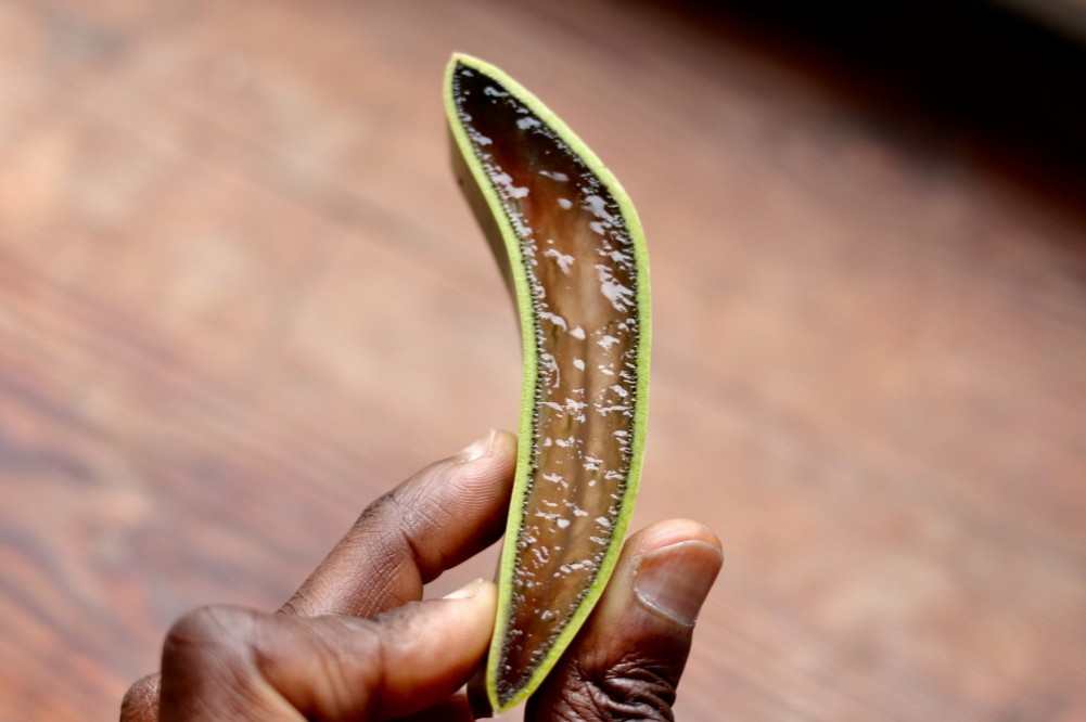 Lorsqu'on coupe l'aloe vera, la plante révèle un gel translucide. Flickr / WILLPOWER STUDIOS
