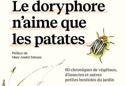 Le Doryphore n’aime que les patates