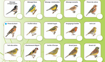 Voici un extrait de la fiche d'identification qui permet de savoir quel oiseau se pose sur votre balcon. Crédit : LPO