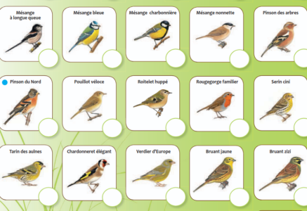 Compter les oiseaux avec la LPO : c’est le weekend du 24 mai !