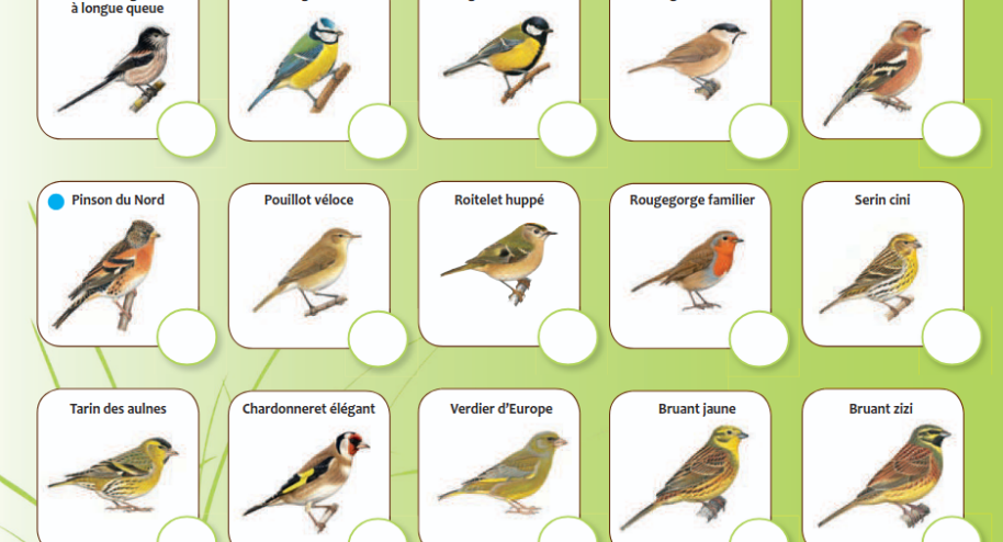 Voici un extrait de la fiche d'identification qui permet de savoir quel oiseau se pose sur votre balcon. Crédit : LPO