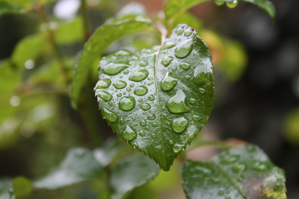 De la pluie. Crédit : Lionel Allorge