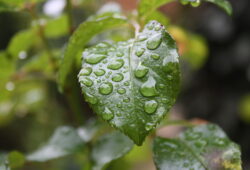 Odeur de pluie