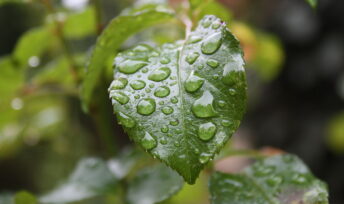 De la pluie. Crédit : Lionel Allorge