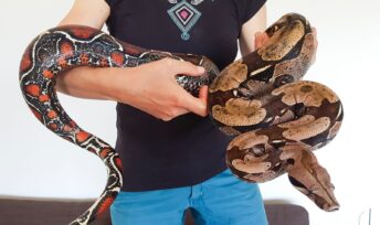 Boa constrictor. Yoan et Sibylle veulent montrer qu'il n'y a pas de raison d'avoir peur des serpents. Crédit : Yoan Eynac
