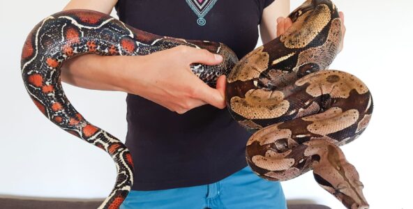Yoan et Sibylle, éleveurs de reptiles : « Un serpent n’attaque pas les humains »