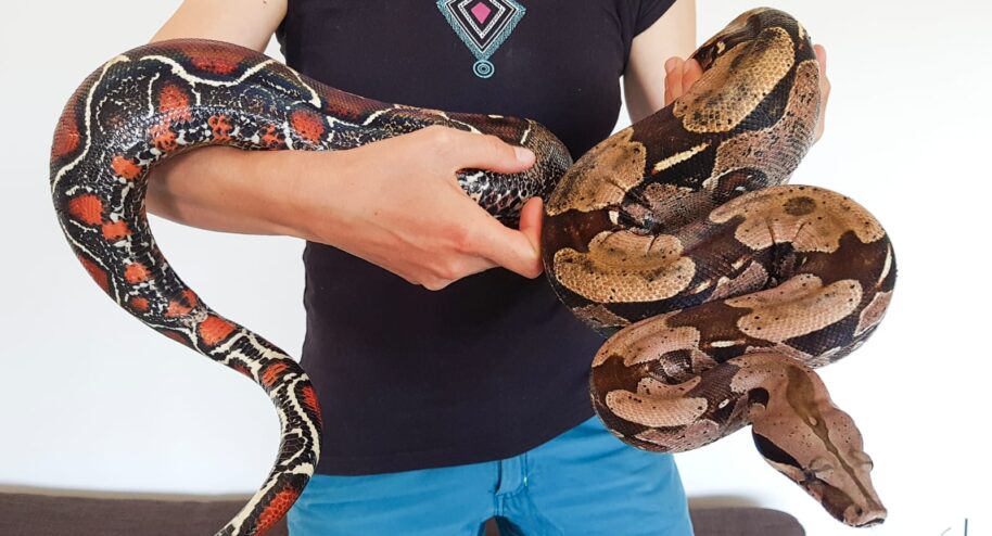 Boa constrictor. Yoan et Sibylle veulent montrer qu'il n'y a pas de raison d'avoir peur des serpents. Crédit : Yoan Eynac