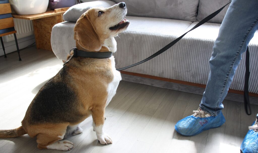 Le chien Watson détecteur de punaises de lit - Crédit : Elsa Bastien pour La Bouscule