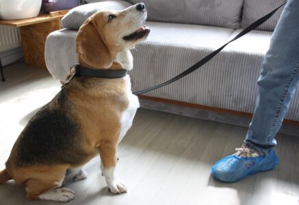 Une heure avec Watson, le chien renifleur de punaises de lit