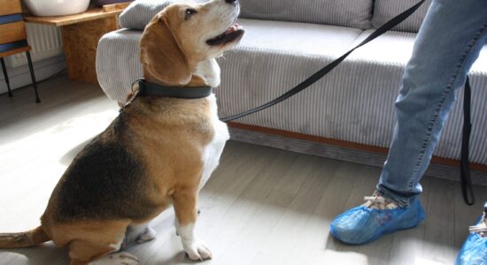Une heure avec Watson, le chien renifleur de punaises de lit