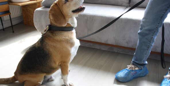 Une heure avec Watson, le chien renifleur de punaises de lit