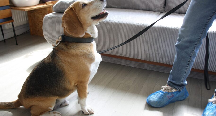 Le chien Watson détecteur de punaises de lit - Crédit : Elsa Bastien pour La Bouscule