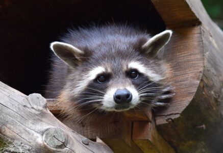 Y a-t-il une invasion de ratons laveurs en France ?